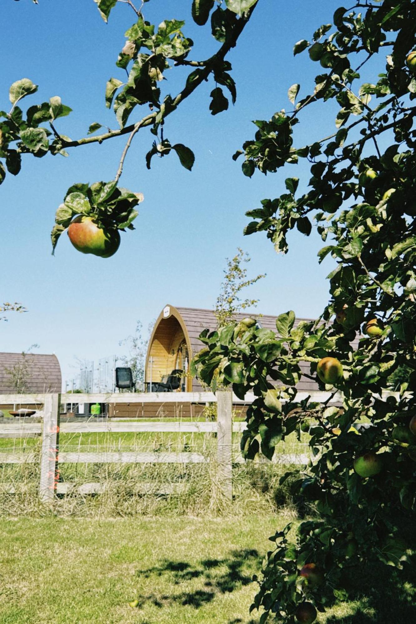 Mingle Dale- Bugthorpe Grange Glamping Villa Stamford Bridge Dış mekan fotoğraf